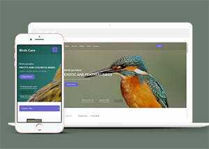 专业鸟类百科HTML网站模板 - 项目资源网